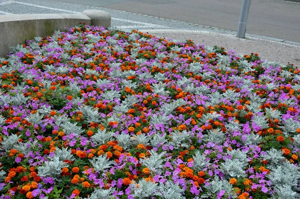 Crazy Annual Bed Pink Orange Combination Flowers Large Retaining Walls — Stock Photo, Image