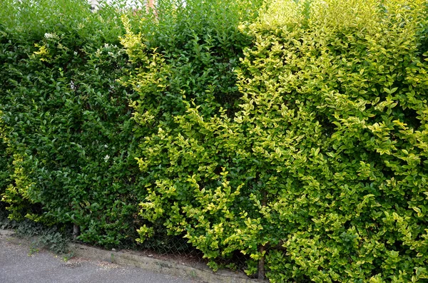 Medium Growing Shrub Growing Height Approximately Same Width First Glance — Stock Photo, Image