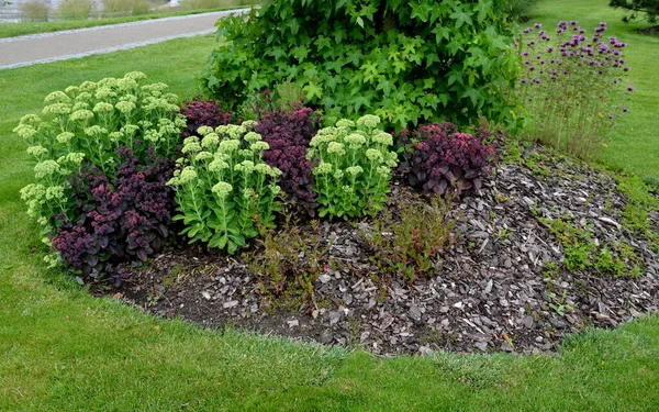 Mounds Perennial Beds Fila Red Colors Lawn Flowers Circles Hills — Stock Fotó