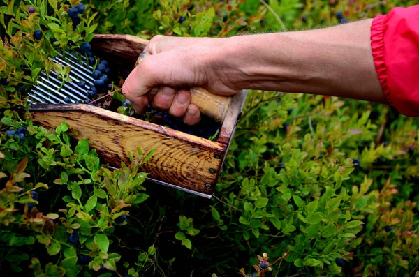 collecting blueberries in the mountains with the help of a combing device in the shape of a wooden box with a comb. the comb goes through the bushes and collects the berries in the hopper.
