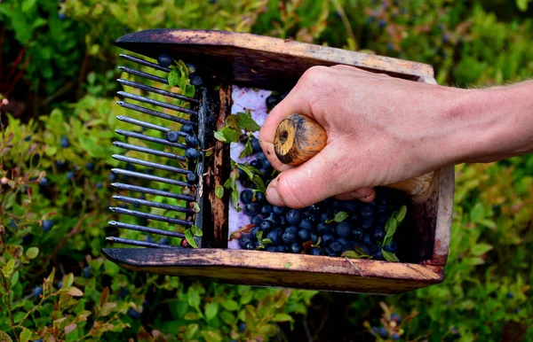 collecting blueberries in the mountains with the help of a combing device in the shape of a wooden box with a comb. the comb goes through the bushes and collects the berries in the hopper.