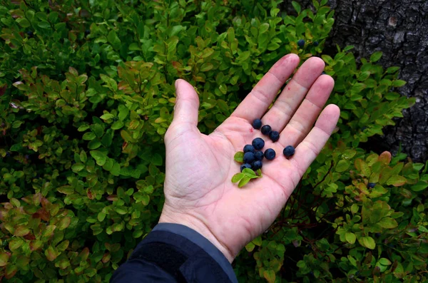 collecting blueberries in the mountains with the help of a combing device in the shape of a wooden box with a comb. the comb goes through the bushes and collects the berries in the hopper.