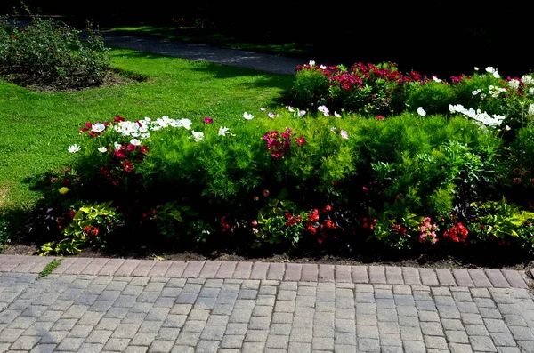 Annual Flowerbed Formal Park Rectangles Lawn Perfect Connected Flower Bed — Stock Fotó