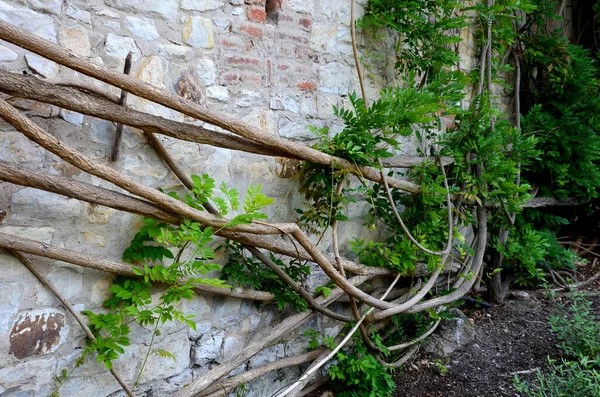 Retaining Walls Terraces Trellises Roses Rectangular Trimmed Hedge Boxwood Roof —  Fotos de Stock