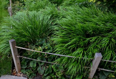 Kesinlikle lüks görünüyor, özellikle daha büyük gruplara ya da daha geniş alanlara ekilmiş. Bahçe tasarımcıları arasında bir favori. Zenginler büyür, dolgunluk sunar, ama yumuşaklık, hava etkisi, gölge, bahçe...