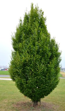 is a very elegant columnar tree with upright branches and bright green leaves that are organ-folded. The hornbeam pours its leaf buds in early spring, so it acts as a sympathetic messenger spring