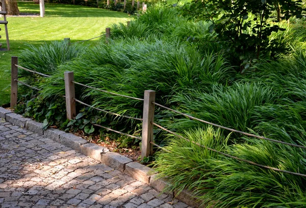 Olhar Absolutamente Luxuoso Especialmente Plantado Cachos Maiores Áreas Maiores Favorito — Fotografia de Stock