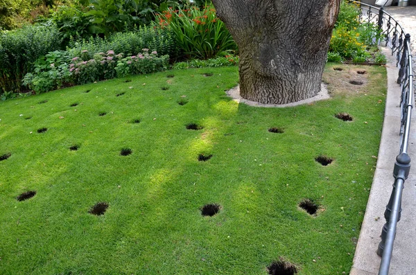 Crown Old Oak Front Perennial Bed Several Circular Holes Drilled — стоковое фото