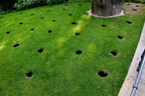 Crown Old Oak Front Perennial Bed Several Circular Holes Drilled — Stock Fotó