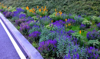 lush flower bed with sage blue and purple flower combined with yellow ornamental grasses lush green color perennial prairie flower bed in the city, top, drone view, street, perennial, steppe, parking