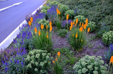 lush flower bed with sage blue and purple flower combined with yellow ornamental grasses lush green color perennial prairie flower bed in the city, top, drone view, street, perennial, steppe, parking