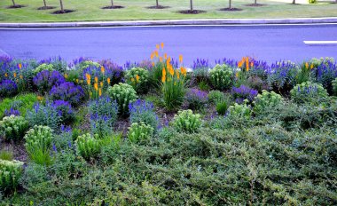 lush flower bed with sage blue and purple flower combined with yellow ornamental grasses lush green color perennial prairie flower bed in the city, top, drone view, street, perennial, steppe, parking clipart