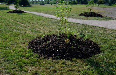 planting shrubs and perennials in the park. because the soil is bad here, the bushes are planted on hummocky hills in better soil and substrate. they are planted with perennials and mulched with bark