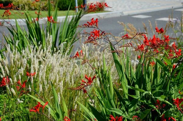 Blooms Tubular Bell Shaped Wide Open Flowers Fiery Red Color — Zdjęcie stockowe