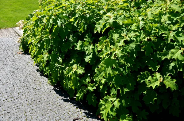 White Panicles Start Upright Eventually Lean Outward Downward Plant Due — 图库照片