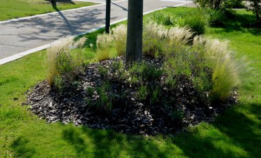 dry leaves of the grass flutter in the wind and look like hair. flower bed in the street at the deceleration bump.mulching gravel. modern gray facade with striped prairie flower bed in autumn, trunk