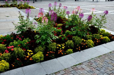 commonly known as spider flower, spider plant, pink queen, or grandfather's whiskers, is a species of flowering plant in the genus Cleome, urban street, L shape, purple, airy, ornamental, formal
