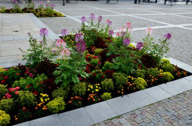 commonly known as spider flower, spider plant, pink queen, or grandfather's whiskers, is a species of flowering plant in the genus Cleome, urban street, L shape, purple, airy, ornamental, formal
