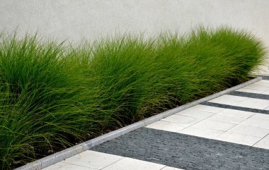 green big tufts of grass in rows winding in the lawn. planted along the facade of the building in an industrial modern style, soften the impression of the city