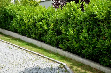 Açık renkli bir çitin önündeki yeşil bir çalı sokağın donukluğunu artıracaktır. Damla sulama, suları çalı bitkilerine dağıtır. saman saksılamak suyu kurtarır ve buharlaşmayı azaltır.