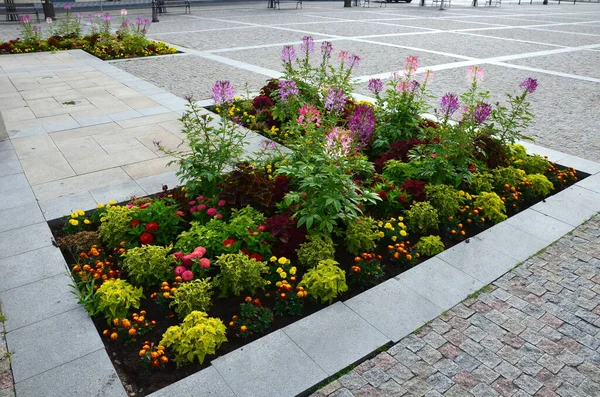 commonly known as spider flower, spider plant, pink queen, or grandfather's whiskers, is a species of flowering plant in the genus Cleome, urban street, L shape, purple, airy, ornamental, formal