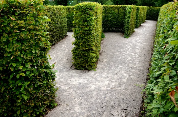 Outdoor Maze Kids Planted Hornbeams Row Hedge Plants Mulched Gray — Zdjęcie stockowe