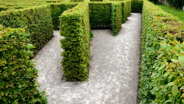 Outdoor Maze Kids Planted Hornbeams Row Hedge Plants Mulched Gray — Zdjęcie stockowe