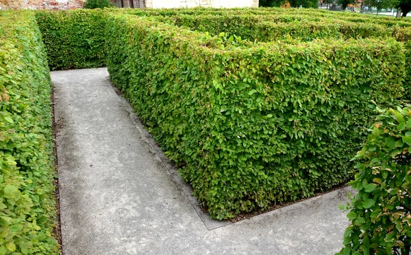 Outdoor Maze Kids Planted Hornbeams Row Hedge Plants Mulched Gray —  Fotos de Stock