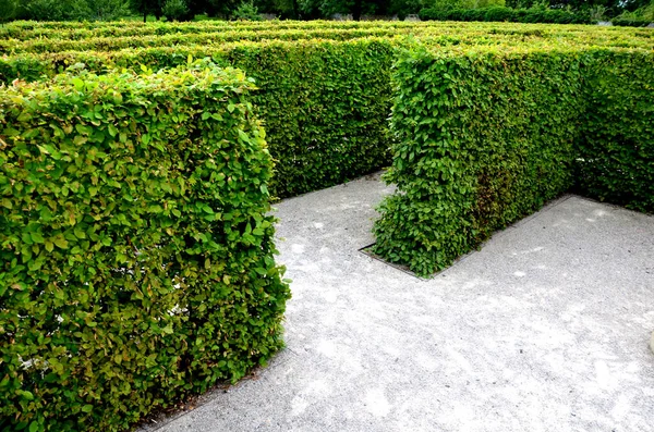 Outdoor Maze Kids Planted Hornbeams Row Hedge Plants Mulched Gray — стоковое фото