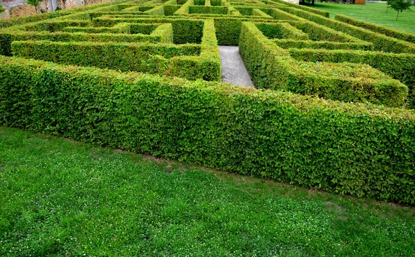 outdoor maze for kids. planted hornbeams in a row in hedge. plants are mulched. there is a gray gravel road between lines. in winter whole maze can be seen from a height. lawn in castle, lost, inside