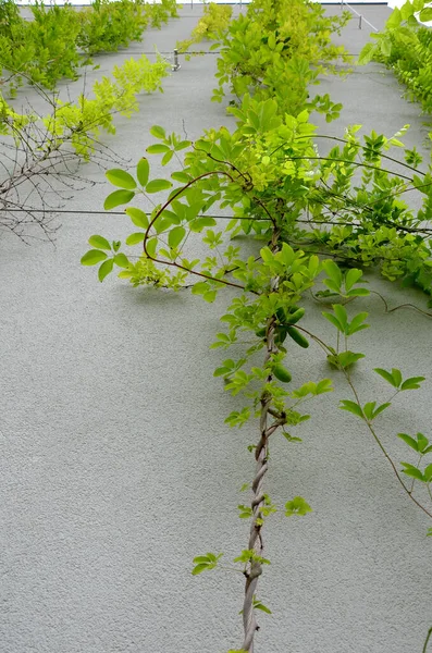 High Metal Trellises Made Interconnected Stainless Steel Cables Attached Wall —  Fotos de Stock