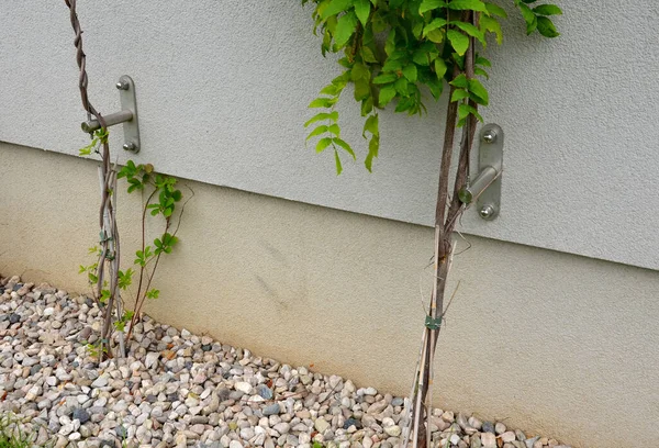 High Metal Trellises Made Interconnected Stainless Steel Cables Attached Wall — Fotografia de Stock