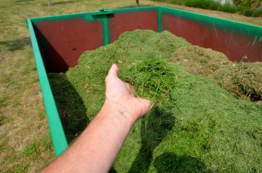 on the lawn is a green tin container for grass clippings from gardens and parks. a man checks the quality and quantity of grass by hand. a handful of green biological matter in the recycling compost