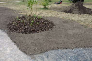 planting shrubs and perennials in the park. because the soil is bad here, the bushes are planted on hummocky hills in better soil and substrate. they are planted with perennials and mulched with bark
