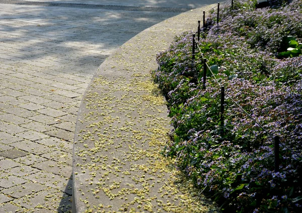 Megtartása Ülés Fal Készült Tiszta Öntött Beton Virágzik Lila Virágok — Stock Fotó