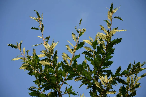 Well Drained Soils Full Sun Although Primarily Grows Dry Rocky — Φωτογραφία Αρχείου