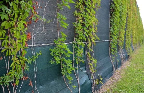 traffic noise limits on highways from roads. the noise barrier from the wall and the plants climbing over the green plastic net helps to block out the noise. residential area