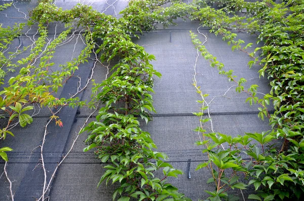 traffic noise limits on highways from roads. the noise barrier from the wall and the plants climbing over the green plastic net helps to block out the noise. residential area