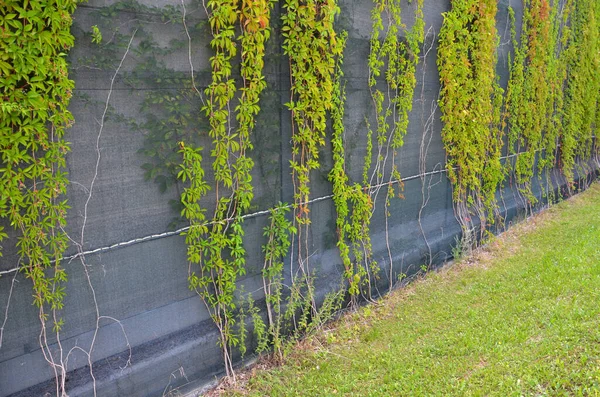 traffic noise limits on highways from roads. the noise barrier from the wall and the plants climbing over the green plastic net helps to block out the noise. residential area