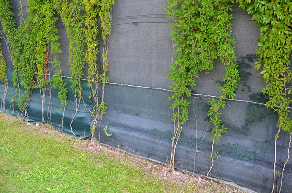 traffic noise limits on highways from roads. the noise barrier from the wall and the plants climbing over the green plastic net helps to block out the noise. residential area