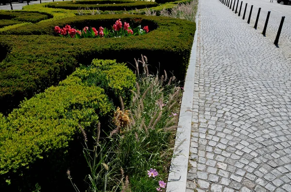 Trimmed Hedges Bushes Geometric Shapes Fantastic Circles Intertwined Loops Large — Stok fotoğraf