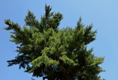 Çam ağacının hoş, uzun açık yeşil renkli, mavi-yeşil renkli iğneleri vardır. Doğal şekil serttir, gençlikteki büyüme düzenli olarak koni şeklindedir.