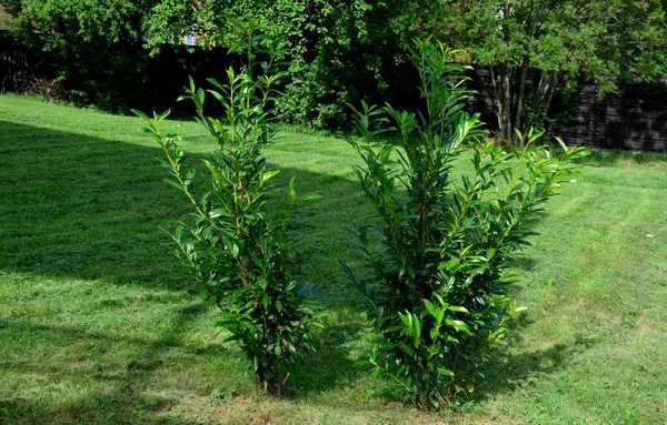 dense, evergreen shrub. a fast-growing screen or a larger, evergreen solitary shrub, a background for lower and differently colored shrubs. in form with a low or tall trunk of an evergreen tree