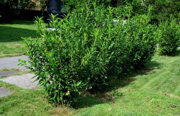 dense, evergreen shrub. a fast-growing screen or a larger, evergreen solitary shrub, a background for lower and differently colored shrubs. in form with a low or tall trunk of an evergreen tree