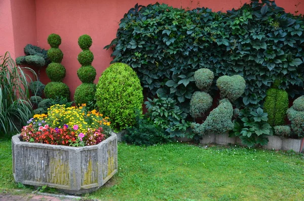 the red wall of the courtyard house, the inner block is overgrown with creeping ivy. concrete flower pot with annuals. clipped hedge in the shape of hearts and balls, figures of junipers.