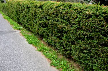 Spruce hedge is popular in mountain areas green pruned and shaped
