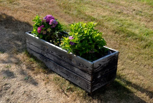 wooden flowerpot in the parking lot. is planted with annuals with a purple flower. separates parking spaces