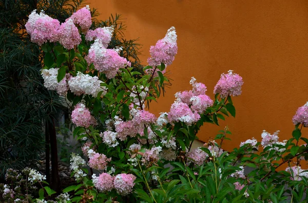 the season changes color from white to deep pink and reaches up to 30 cm in length and 20 cm in width. It resembles cotton candy in shape and color.