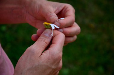 girl is plucking petal a daisy. r lover and wonders if he likes me or not. pink t shirt and pale, tanned hands. nervous behavior. fingers crush the flower, girl, pink
