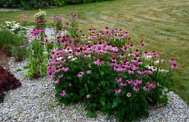 the narrow and long petals lie downwards, offering a view of a distinctive, brown-orange central target. Perennial blooms from July to September. The flower is pale